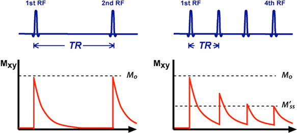 steady-state transverse magnetization