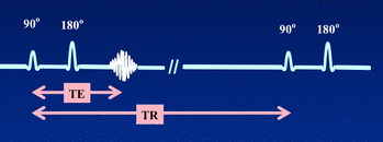 Spin echo (SE)