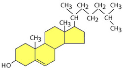 MRI, T1, cholesterol