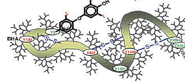 MRI protein, colloids, short T1