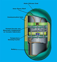 CorTemp capsule