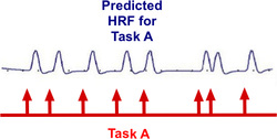 modeled HRF for a task in GLM