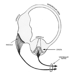 vestibular apparatus